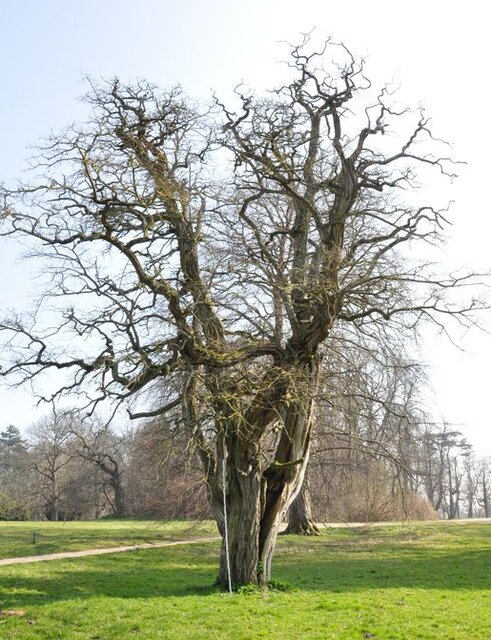 Ein Baum ohne Laub